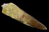 Real Spinosaurus Tooth - Great Tip #117740-1